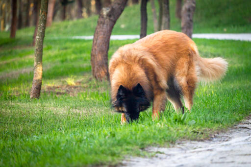 Estrela-mountain-dog-udenfor