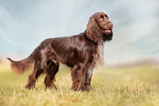 Field-spaniel-udenfor