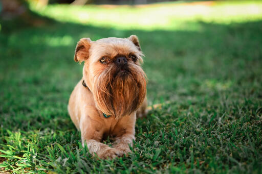 Griffon-bruxellois-lying-down