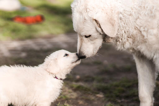 Kuvasz-familien