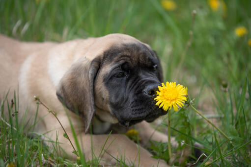 Mastiff-hvalp-med-blomst