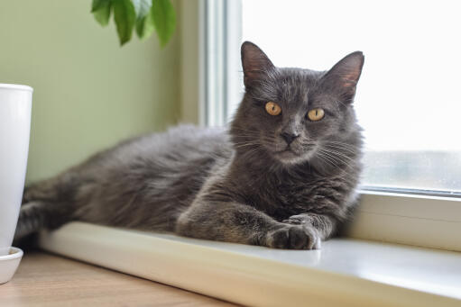 Nebelung kat slapper af på en vindueskarm