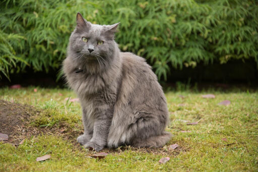 Nebelung kat sidder i en have