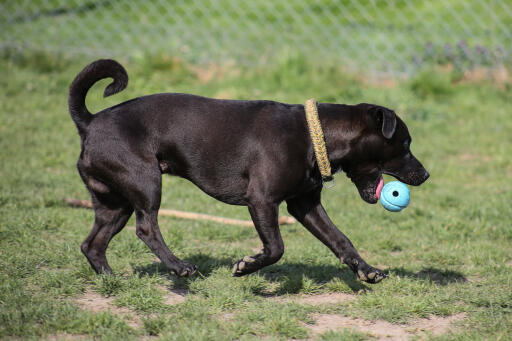 Patterdale-terrier-spil