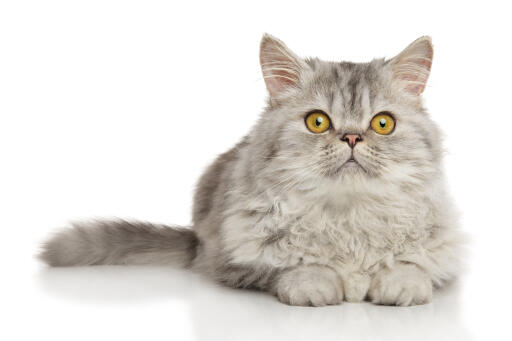 Persisk tin kat liggende på en hvid baggrund