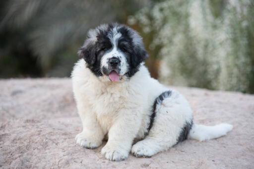 Pyrenean-mastiff-hvalp