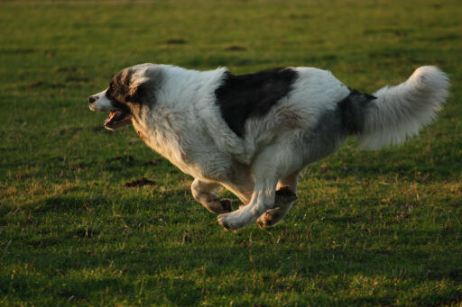 Pyrenean-mastiff-running