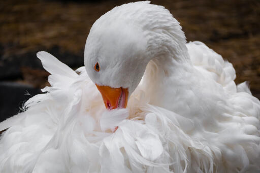 Sebastopol Goose, der pudser sine fjer