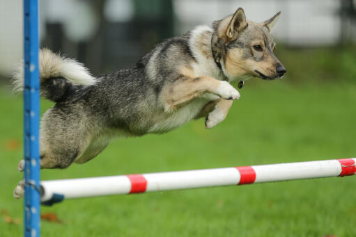 Swedish-vallhund-agility