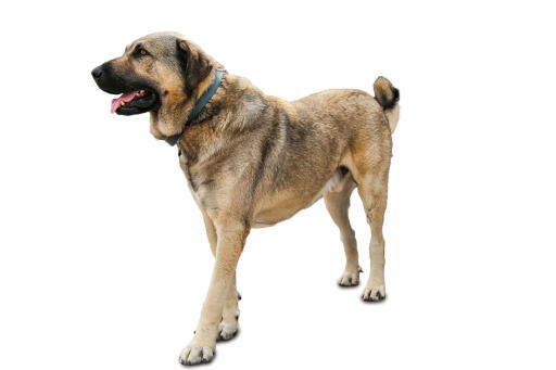 Kangal hund Dog Breeds