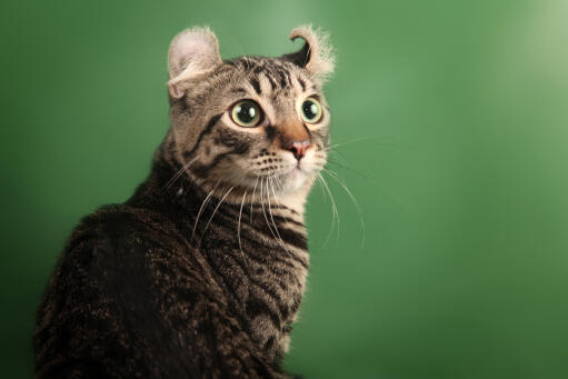 Vågen og storøjet amerikansk krølle kat mod grøn baggrund