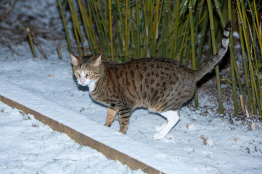 Tabby arabisk mau kat i den Snow
