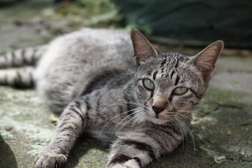 Asiatisk tabby kat, der ligger udstrakt på jorden
