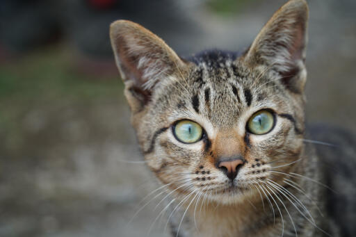 Alert asian tabby tæt på