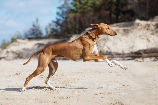 Atletisk azawakh hund løber på en strand