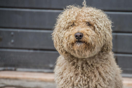 Barbet hund med en Golden krøllet pels sidder og venter på instruktion