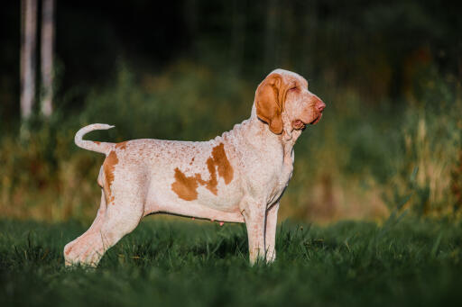 Bracco italiano hund stående på en mark