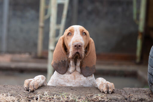 Bracco italiano hvalp, der kigger over en mur