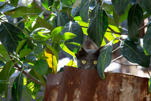 En smuk korat kat med drue grønne øjne