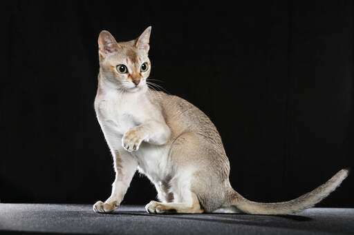 Singapura-katten har en lille atletisk krop