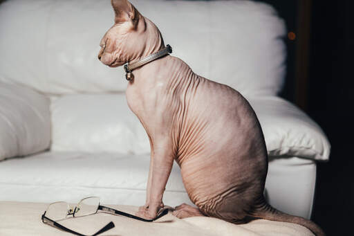 En glad sphynx kat sidder