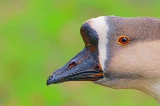 Kinesisk Goose nærbillede