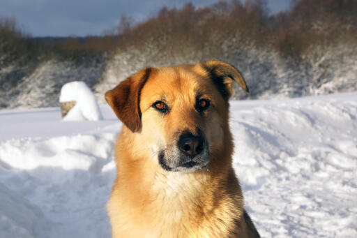 ChiNook hund ansigt tæt på i nærbillede Snow
