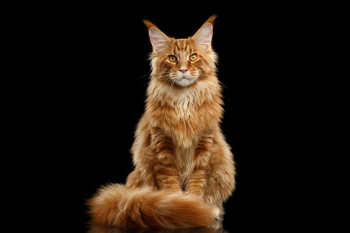 Ginger maine coon kat portræt siddende mod en sort baggrund