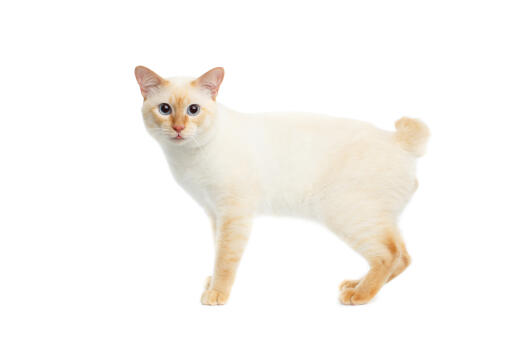 Mekong bobtail colourpoint kat på hvid baggrund