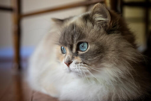 Fluffy napoleon kat med blå øjne tæt på