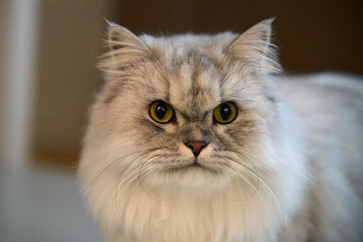 Silver tabby persisk kat nærbillede