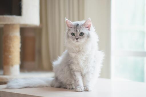 Silver tabby persian kat sidder ved et kattetræ