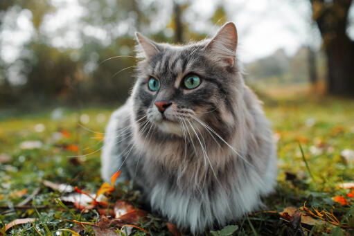 Sibirisk kat sidder på græsset