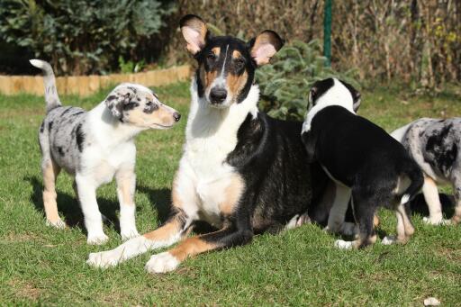 Smooth-collie-med-hvalpe