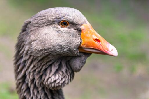 Nærbillede af toulouse Goose