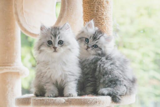 To sølvfarvede persiske kattekillinger sidder i et kattetræ
