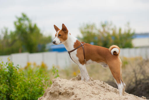 En dejlig, lille basenji med en smuk krøllet hale og spidse ører