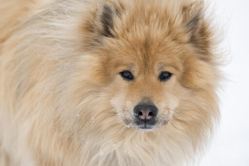 Et nærbillede af en eurasiers utroligt tykke, bløde pels og ulvelignende øjne