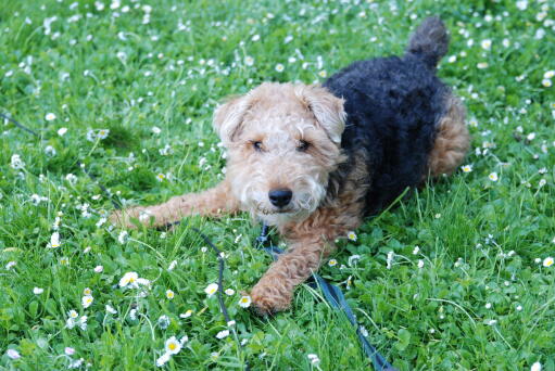 En lille welsh terrier, klar til at lege med sin ejer