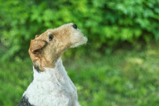 En wire fox terrier, der viser sin smukke, lange næse og sit trådformede skæg frem