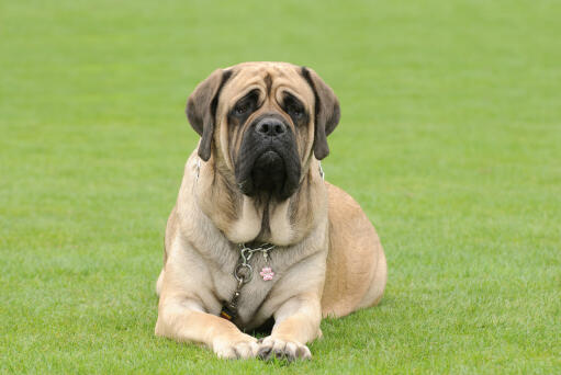 Mastiff-liggende ned