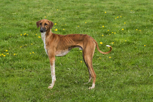 Azawakh hund stående på en mark med mælkebøtter