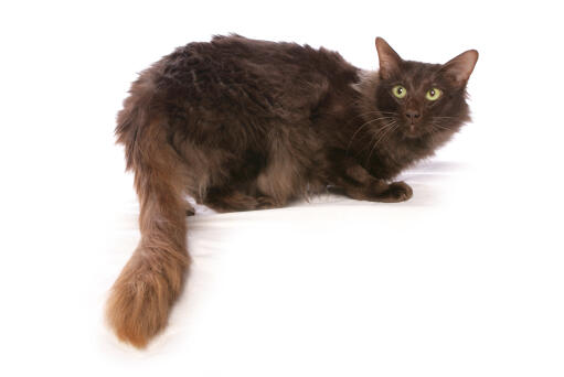 Langhåret chokolade orientalsk kat med lang busket hale liggende på en hvid baggrund
