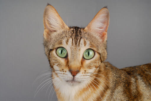 Sokoke kattehoved tæt på en grå baggrund