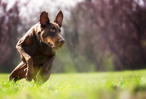 En doberman pinscher, der løber i fuld fart