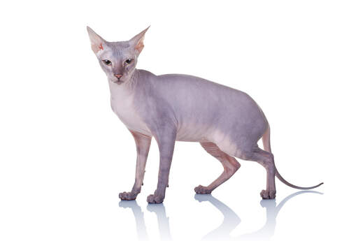 En slank donskoy-kat med krøllede knurhår