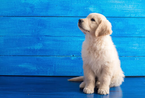 En dejlig, lille Golden retriever hvalp, der sidder smukt