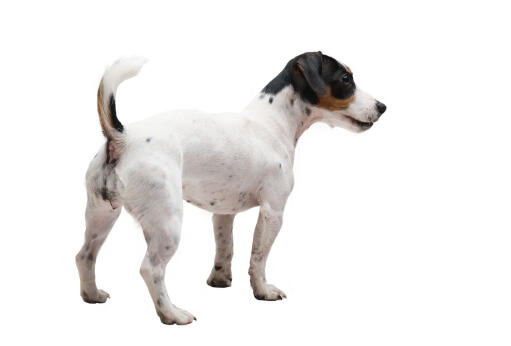 En ung jack russell terrier med en dejlig og pæn kort pels