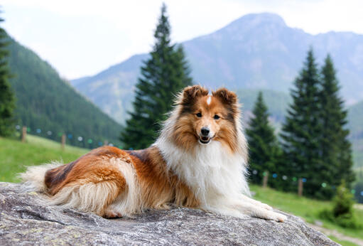 Shetland-sheepdog-lying-down