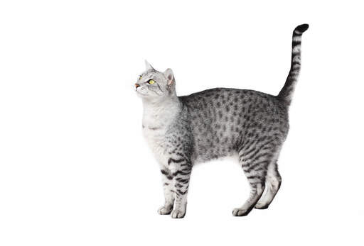 Egyptisk Mau kat Cat